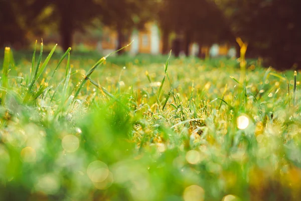 Trawy z rosy zbliżenie rano w parku — Zdjęcie stockowe