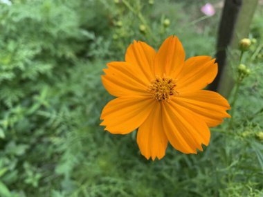Yellow kenikir flowers in Latin 