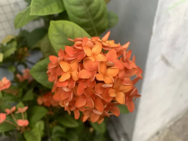The yellow Ashoka flower in bloom, which is scientifically known as Ixoroideae.