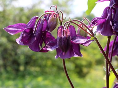 mor çiçek çan aquilegia detay