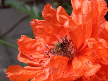 parlak turuncu papaver çiçek detay