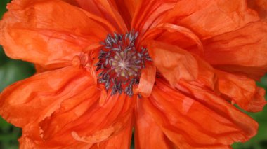 parlak turuncu papaver çiçek detay