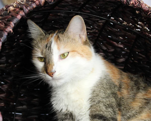 adorable white, orange and brown cat in basket cat bed