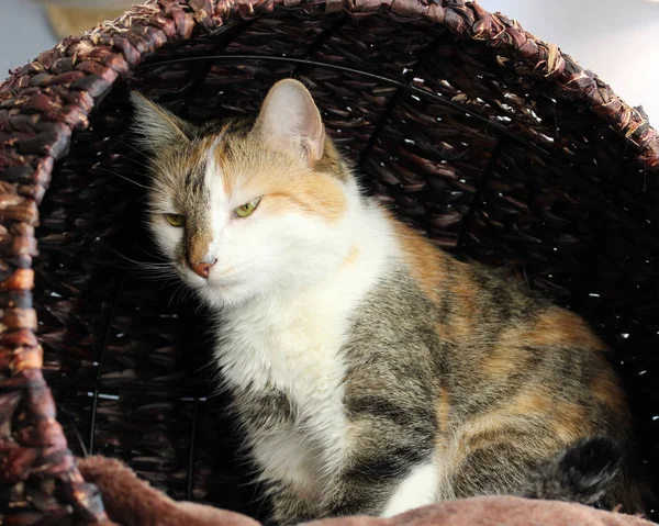 adorable white, orange and brown cat in basket cat bed