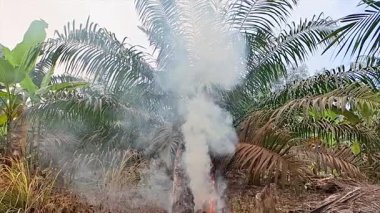 Tropikal bir ormanda yanan odunlardan yükselen yoğun beyaz dumanın yavaş çekim görüntüleri..