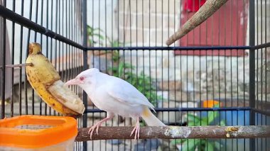 Nadir Albino Kuşunun Kafeste Muzla Beslenen Yavaş Hareketi