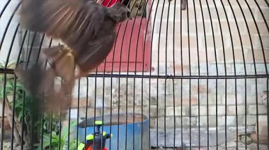 Kapalı Kabloda Uçan Kahverengi Kuşun Yavaş Hareketi