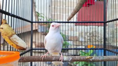 Bir Albino Kuşunun Yavaş Hareketi Kafeste Uçuyor veya Kanatlarını Sarsıyor