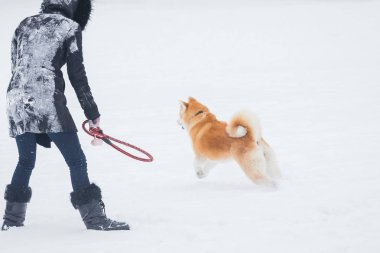 Akita köpek onun sahibi ile kar üzerinde çalışan.