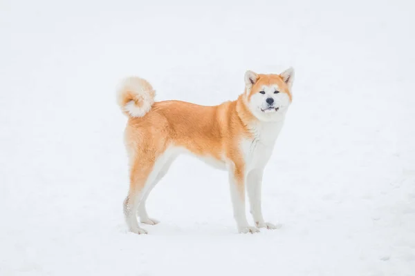 Akita Hund Genießt Einem Verschneiten Tag — Stockfoto