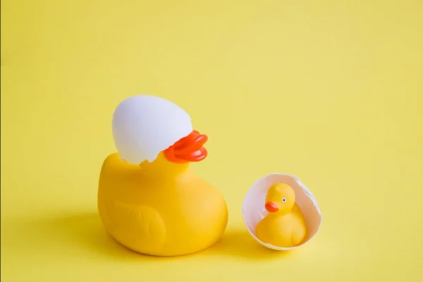 Duck and duckling in eggshell birth abstract on yellow background.