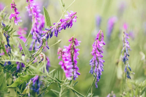 Beautiful purple bird vetch flowers.