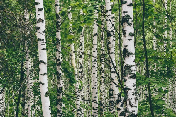 Birch tree background