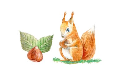 Sincap ve fındık. Suluboya el çizimi. Beyaz arka plan..