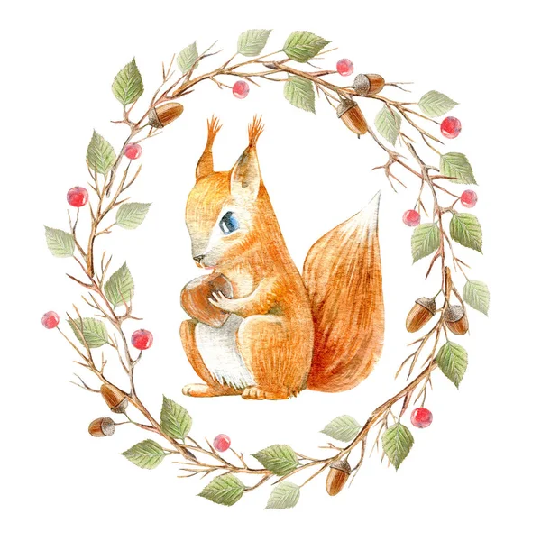 Bir sincap çelengi, dallar, meşe palamudu, böğürtlen, fındık, yapraklar. Suluboya el çizimi. Beyaz arka plan..