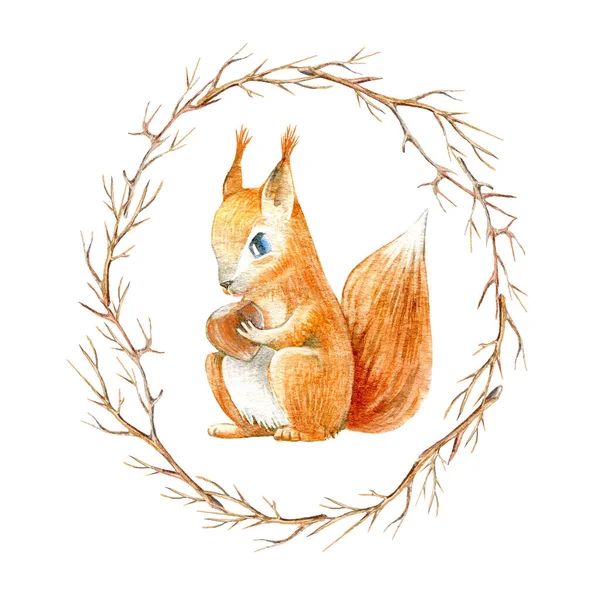 Bir sincap ve dalların çelengi. Suluboya el çizimi. Beyaz arka plan..