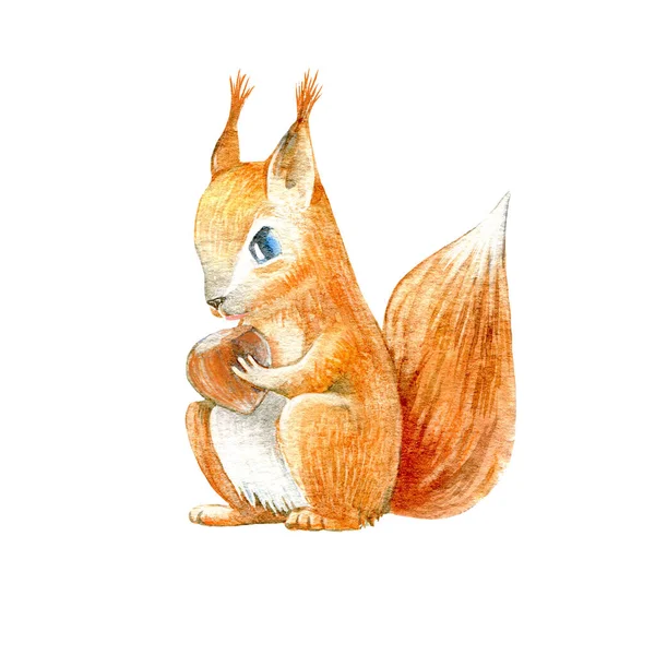 Wiewiórka Orzechy Laskowe Akwarela Ręcznie Rysowane Ilustracji Białe Tło — Zdjęcie stockowe