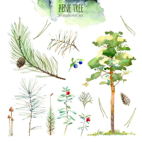 Pine forest floral collection.Illustration of a berry, branch,pinecone,moss, mushrooms,cowberry,blueberry.Watercolor hand drawn illustration.