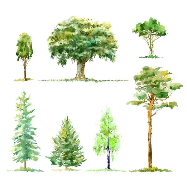 Dub Bříza Borovice Smrk Opadavé Jehličnaté Stromy Akvarel Ručně Kreslené — Stock fotografie