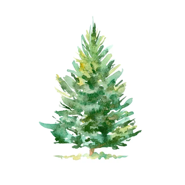 Spruce Tree Coniferous Forest Watercolor Hand Drawn Illustration White Background Stock Image