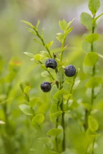 Ormanda yabanmersini