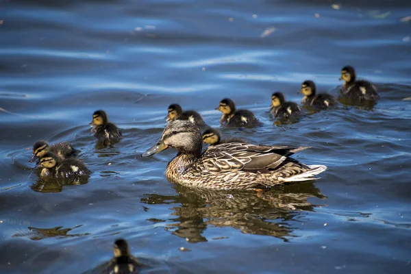 Ördek suda yüzüyor