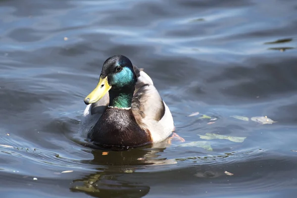 Ördek suda yüzüyor