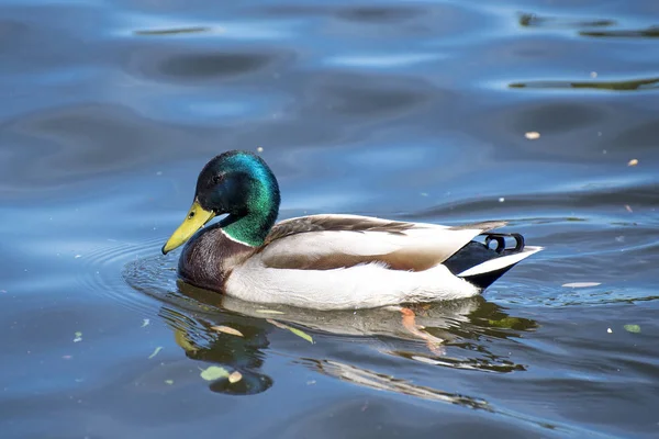 Ördek suda yüzüyor