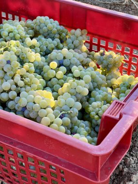 Taze Beyaz Üzümler Bağdaki Kırmızı Plastik Sandıkta Hasat Ediyor. 