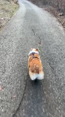 Corgi köpeği asfalt yolda yürüyor.