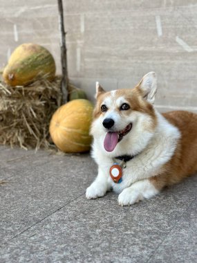 Sıcak bir sonbahar sahnesinde balkabaklarının arasında oturan mutlu Corgi..