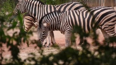 Zebraları besleyen, yaz öğleden sonra iki yetişkin zebra.
