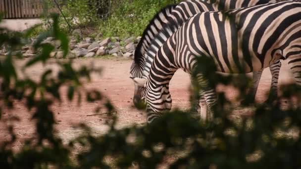 Zebra Voeren Twee Volwassen Zebra Zomermiddag — Stockvideo