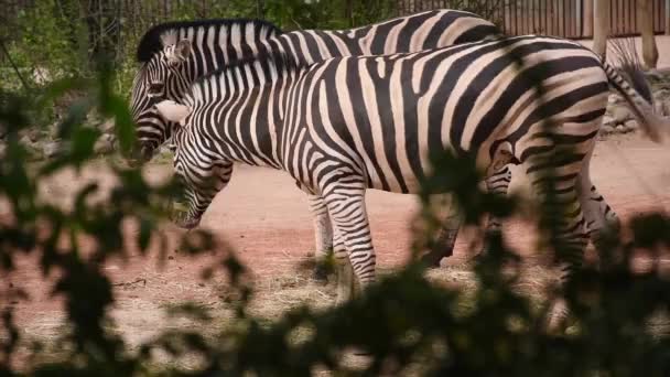 Zebra Voeren Twee Volwassen Zebra Zomermiddag — Stockvideo
