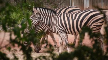 Zebraları besleyen, yaz öğleden sonra iki yetişkin zebra.