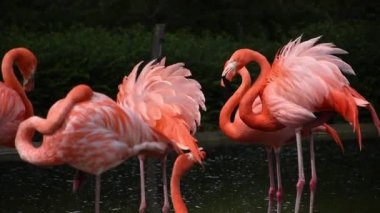 Pembe Flamingo kolonisi, tüylerin güzel renkleri.
