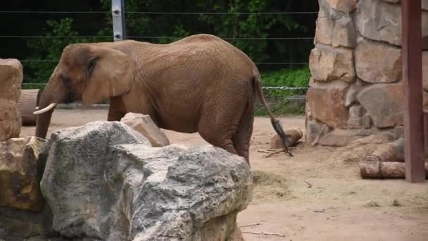 Великий Африканський Слон Гойдається Вдень Території Резервації Тварини Полоні — стокове відео