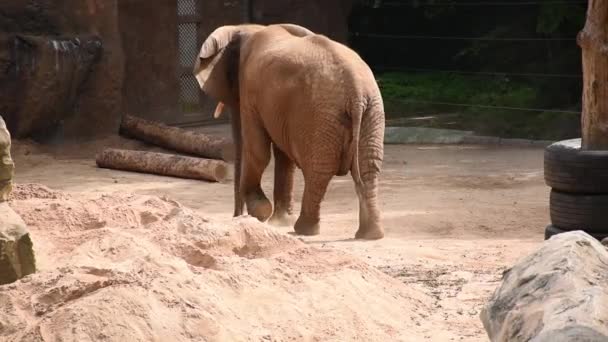 grand éléphant d'Afrique frissonnant dans l'après-midi sur le territoire de réservation. Animaux en captivité