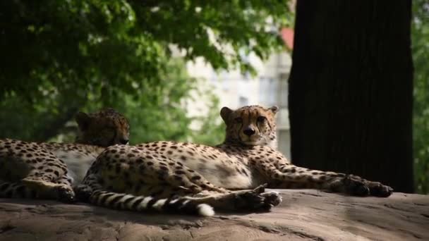 セレンゲティのアフリカのサファリの野生のチーターは日光の下で休んでストレッチ — ストック動画