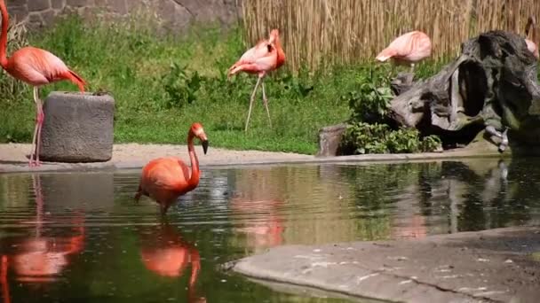 粉红火烈鸟群居 美丽的羽毛着色 — 图库视频影像