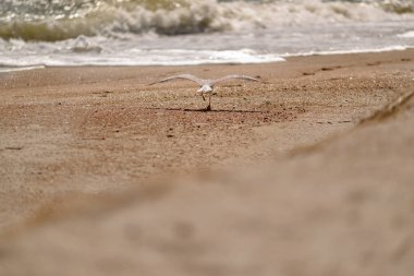 Deniz kıyısında arka plan üzerinde martı