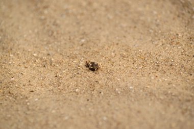 kum doku, taş, deniz kabuğu
