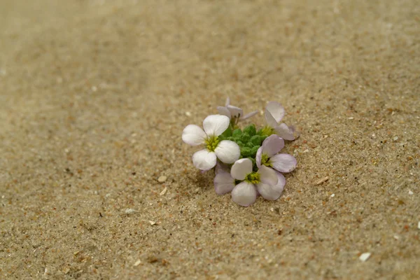 White Flowers Sand — Stock Photo, Image