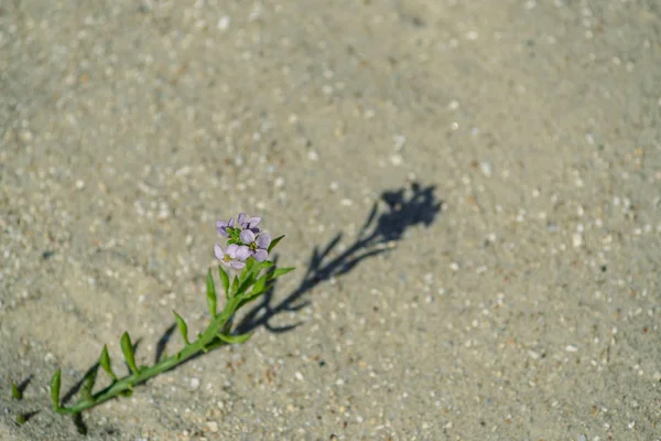 Flowers Sand — Stock Photo, Image