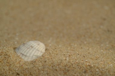 kum doku - arka plan, tropikal