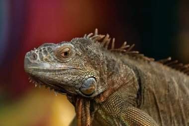 İguana bir ağaç dalı - portre