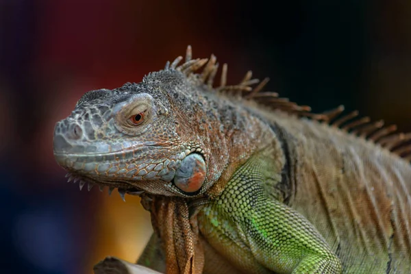 Iguana Tree Branch Portrait — Stock Photo, Image