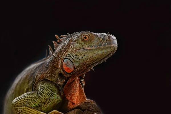 Iguana Una Rama Árbol Retrato —  Fotos de Stock