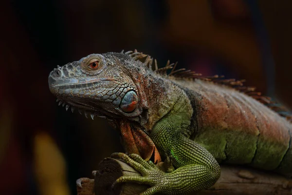 Iguana Sur Une Branche Arbre Portrait — Photo