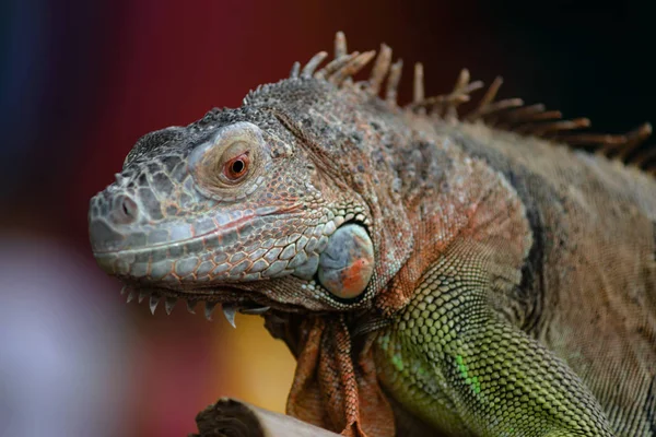 Iguana Tree Branch Portrait — Stock Photo, Image